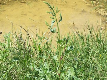 Beta vulgaris / Bietola